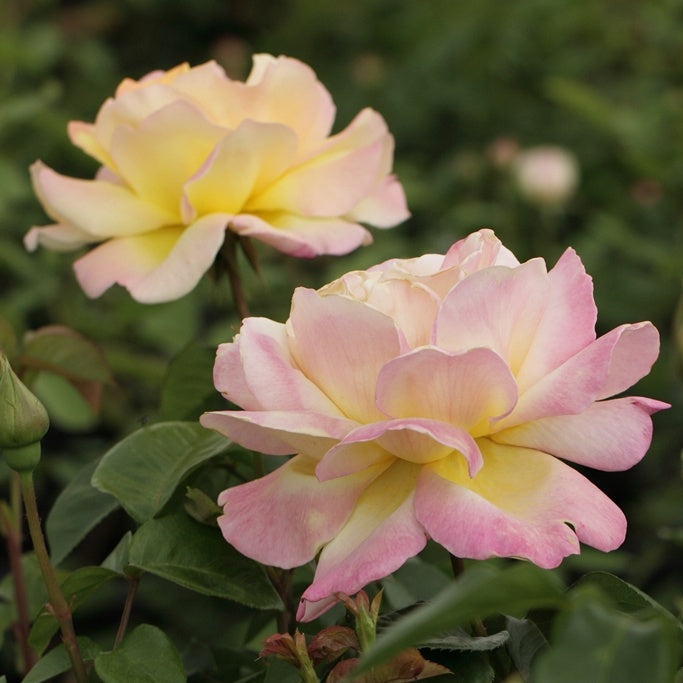 Rosier  Mme A. Meilland - Rosa mme a. meilland - Plantes