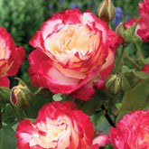 Rosier buisson Double Delight - Willemse