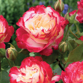 Collection de 3 Rosiers buissons : Famosa, Whisky, Double Delight - Rosa 'famosa', 'whisky', 'double delight' - Willemse