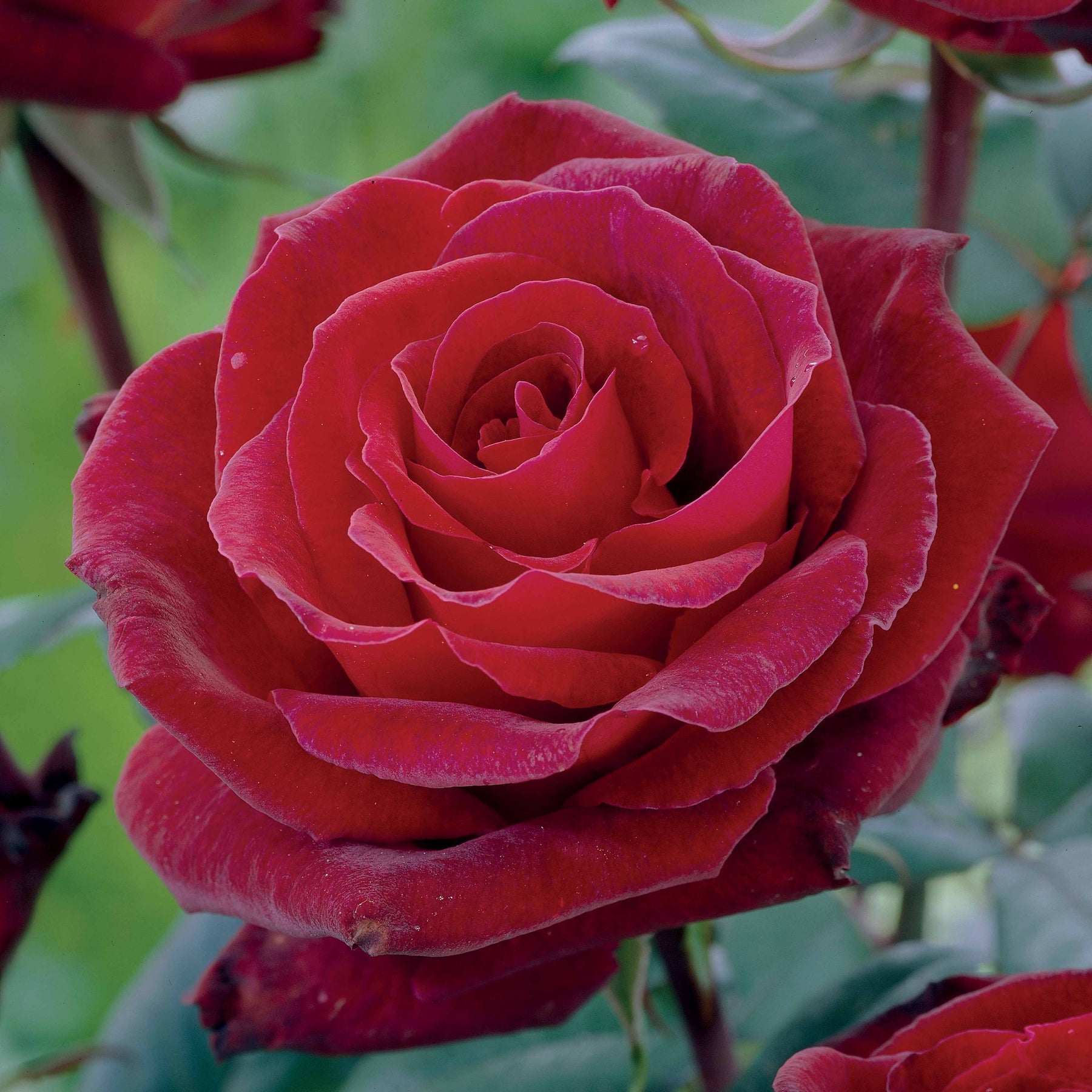 Rosier buisson Barkarole - Rosa Barkarole - Plantes