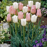 10 Tulipes Sweet candy en mélange - Tulipa 'sweet candy' - Plantes