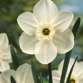 5 Mini-narcisses Princess Zaide - Narcissus 'princess zaide' - Plantes