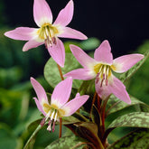 Erythrone Purple King* - Erythronium 'purple king' - Plantes