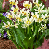 Erythrone White beauty - Erythronium 'white beauty' - Plantes