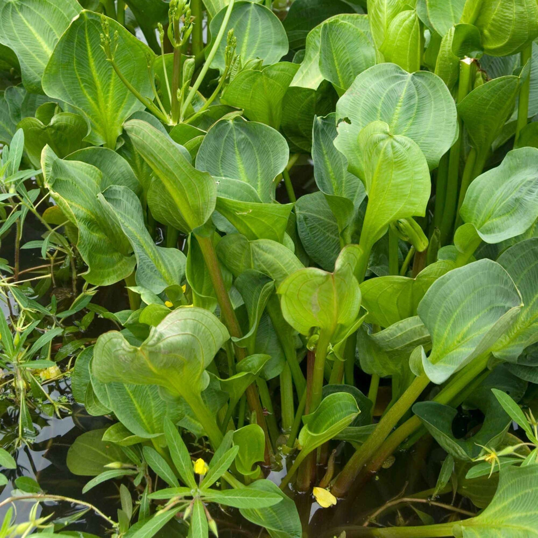 Plantain d'eau - Alisma plantago-aquatica - Plantes