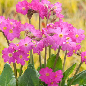 3 Primevère rose - Primula rosea grandiflora - Plantes vivaces