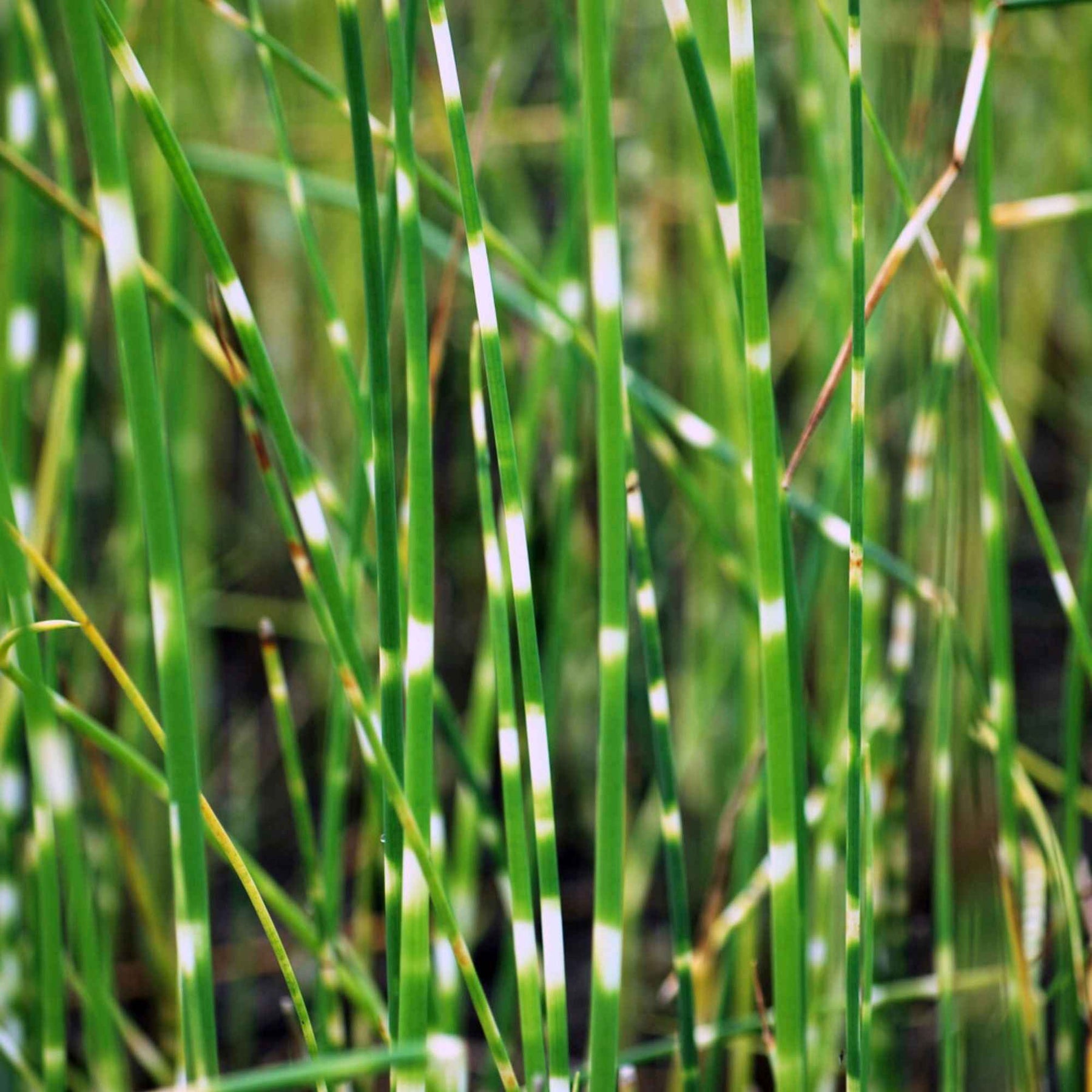 Jonc des chaisiers zébré - Schoenoplectus tabernaemontani zebrinus - Plantes aquatiques