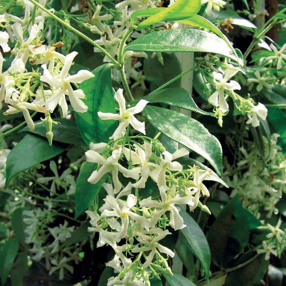 Jasmin étoilé - Trachelospermum jasminoïdes - Plantes grimpantes