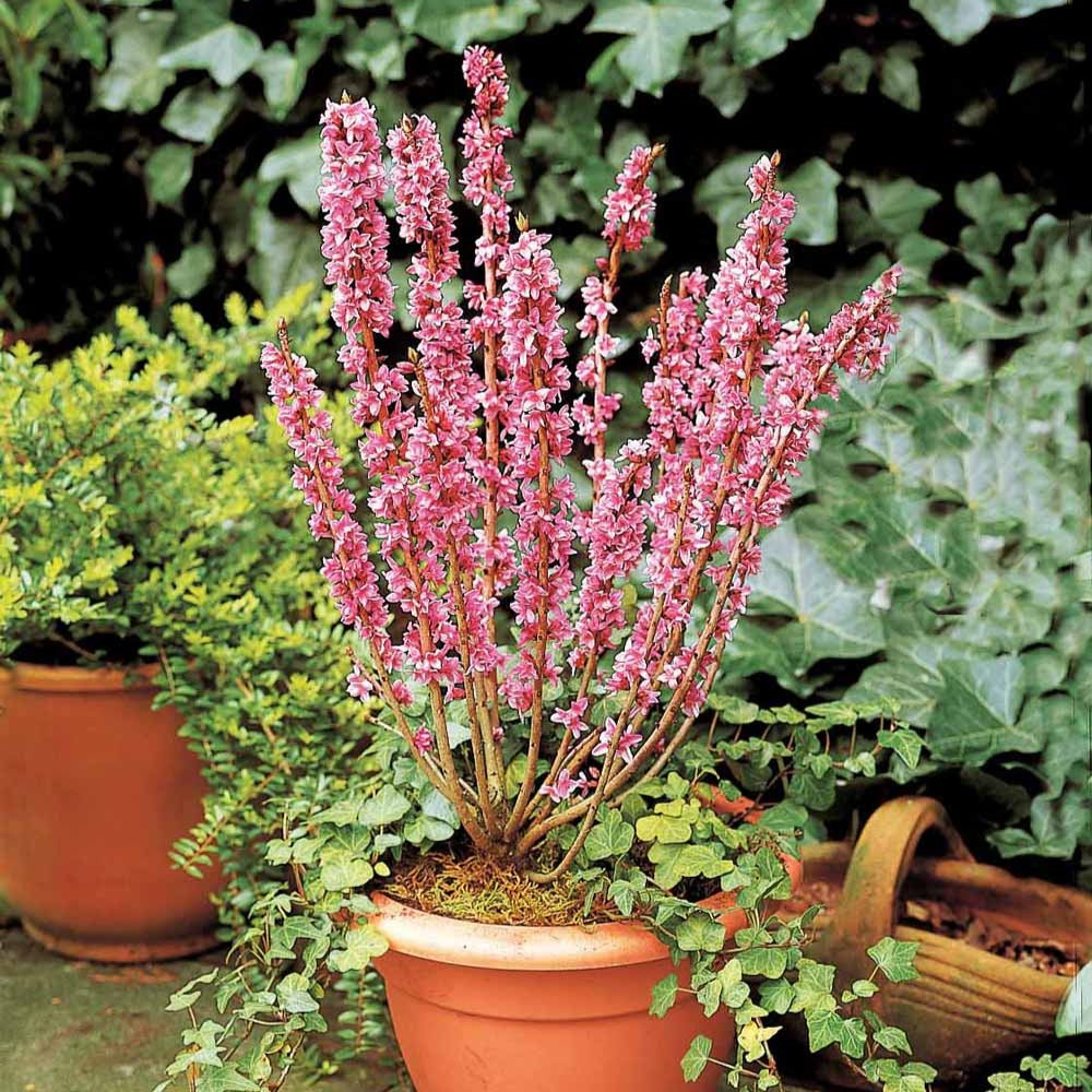 Bois joli - Daphne mezereum rubra - Plantes