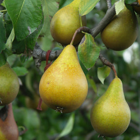 Poirier Beurré Hardy - Pyrus communis Beurré Hardy - Willemse