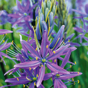 5 Camassias bleus - Camassia leichtlinii caerulea - Plantes