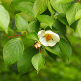 Stewartia - Willemse