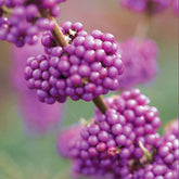 Callicarpa Profusion - Willemse