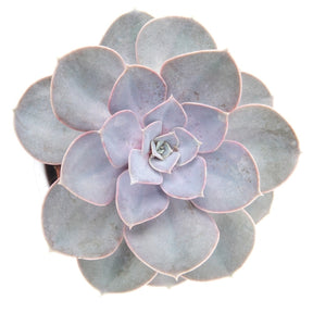 Echeveria Pearl Von Nuernberg - Echeveria pearl von Nuernberg - Echeveria