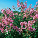 Lilas des Indes Petit Pink - Willemse