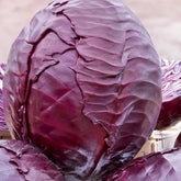 Chou rouge tardif Langedijker Bewaar 2 - Brassica oleracea langedijker bewaar 2 - Potager