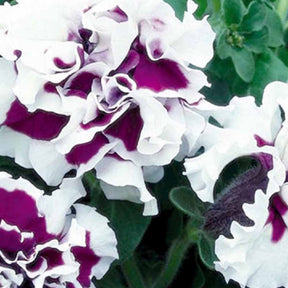 Pétunia à fleurs doubles Purple Pirouette F1 - Petunia x multiflora - Potager