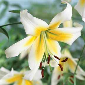 3 Lis Miss Peculiar - Lilium Miss Peculiar - Plantes