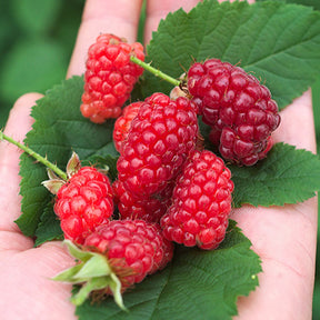 Mûre-framboise Bounty Berry - Willemse