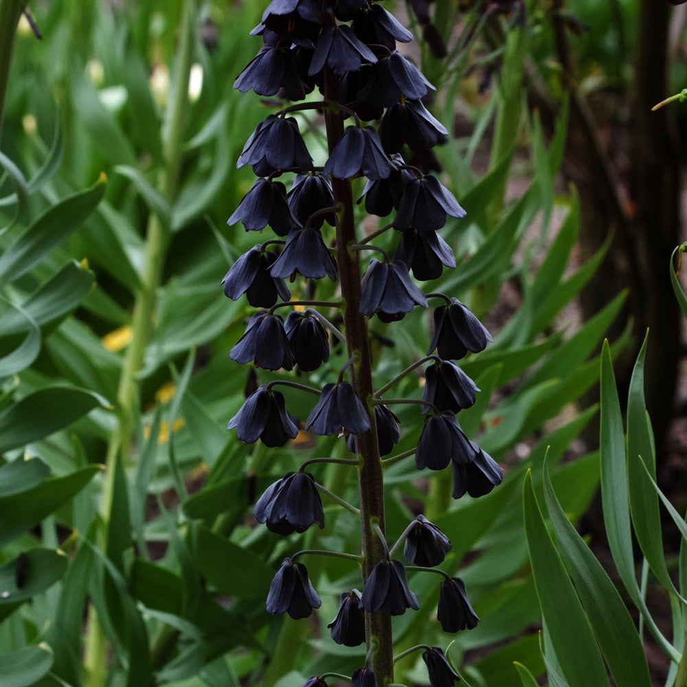 Fritillaire - Fritillaire de Perse - Fritillaria persica