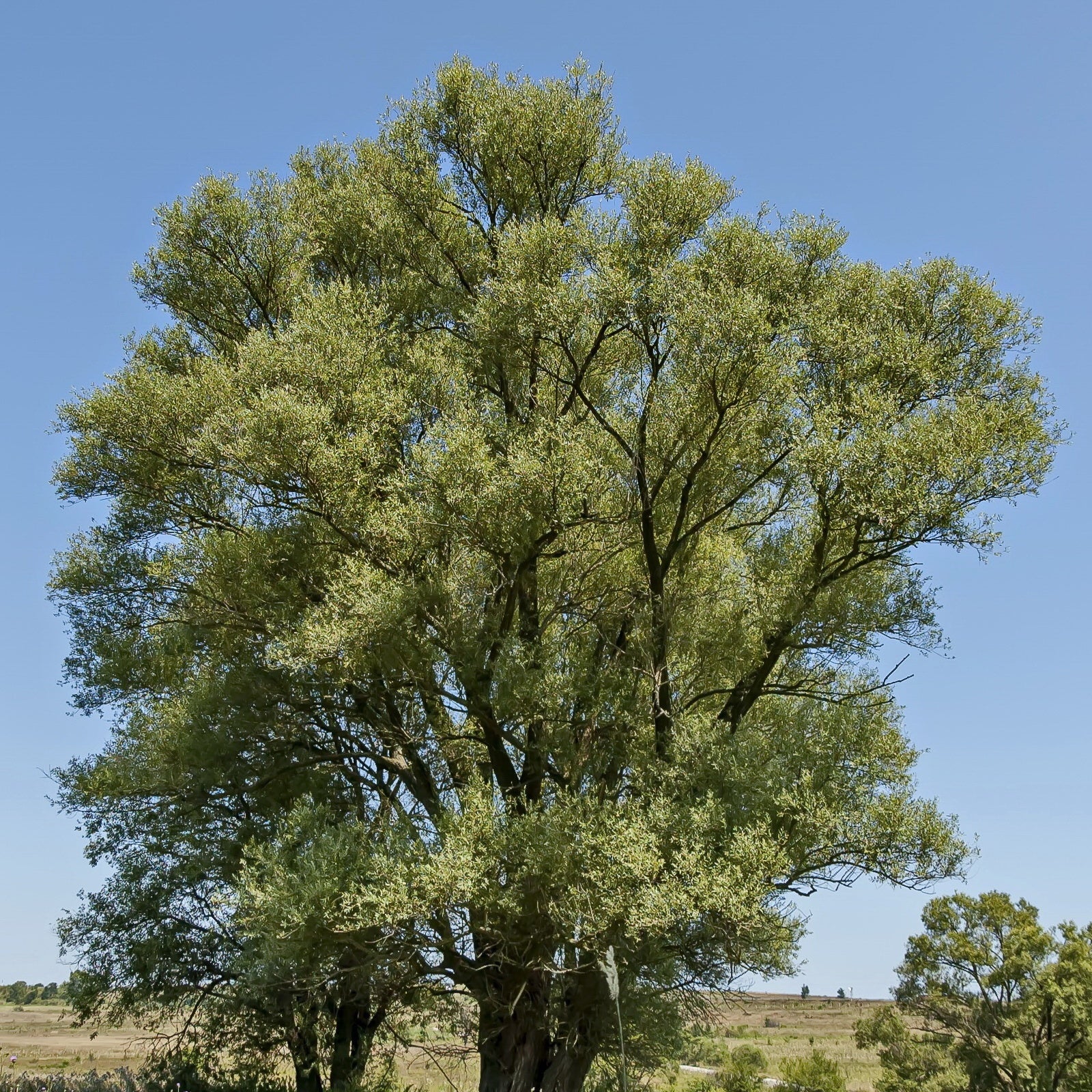 Saule blanc - Salix alba - Arbres