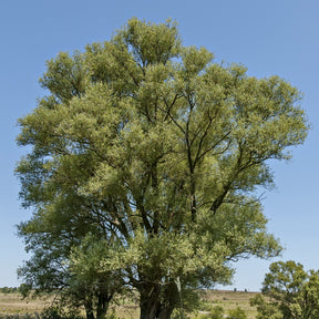 Saule blanc - Salix alba - Arbres