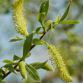 Saule blanc - Salix alba - Saule