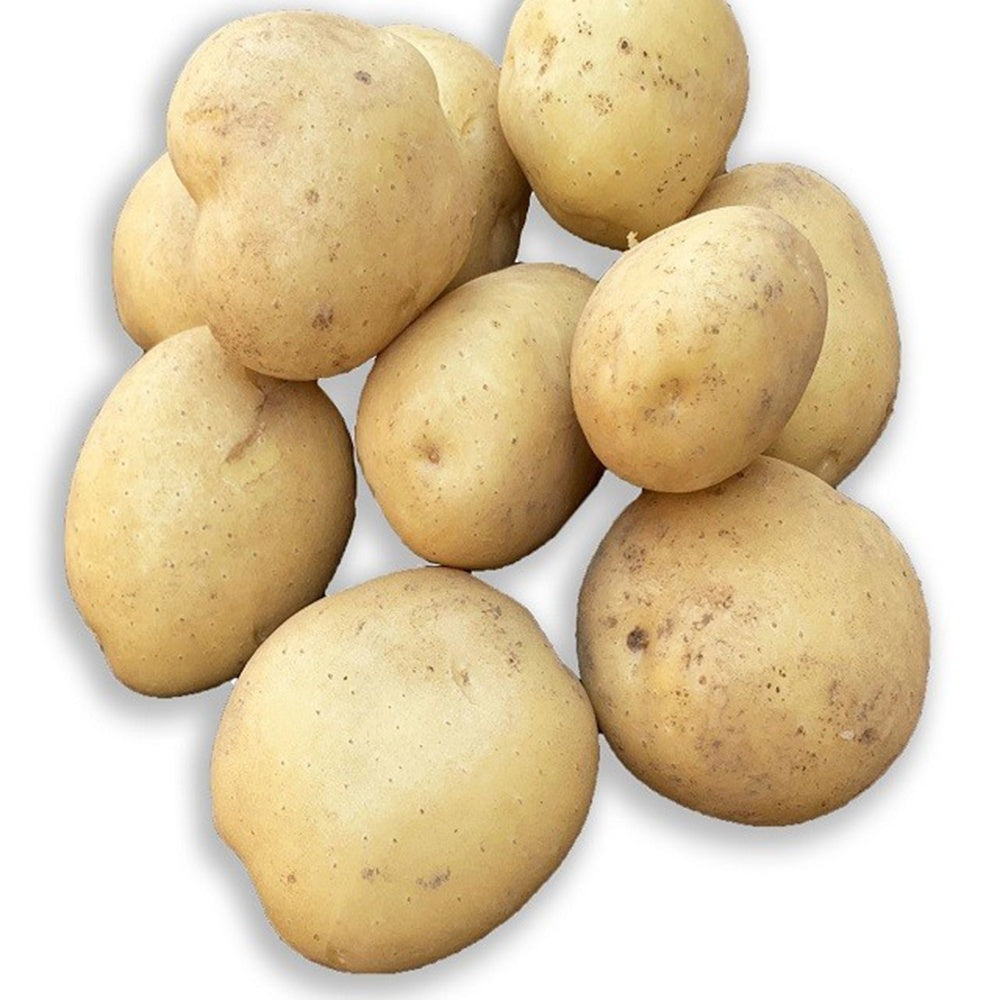 25 Pommes de terre Vitabella Bio - Solanum tuberosum vitabella - Plants de Pommes de Terre