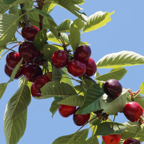 Cerisier Griotte de Montmorency - Prunus avium griotte de montmorency - Plantes