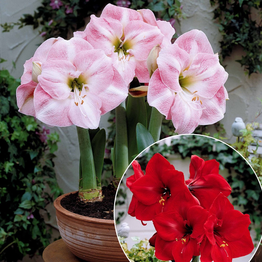 Collection de 2 Amaryllis naines - Willemse