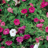 Pétunias à fleurs Balcony en mélange - Willemse