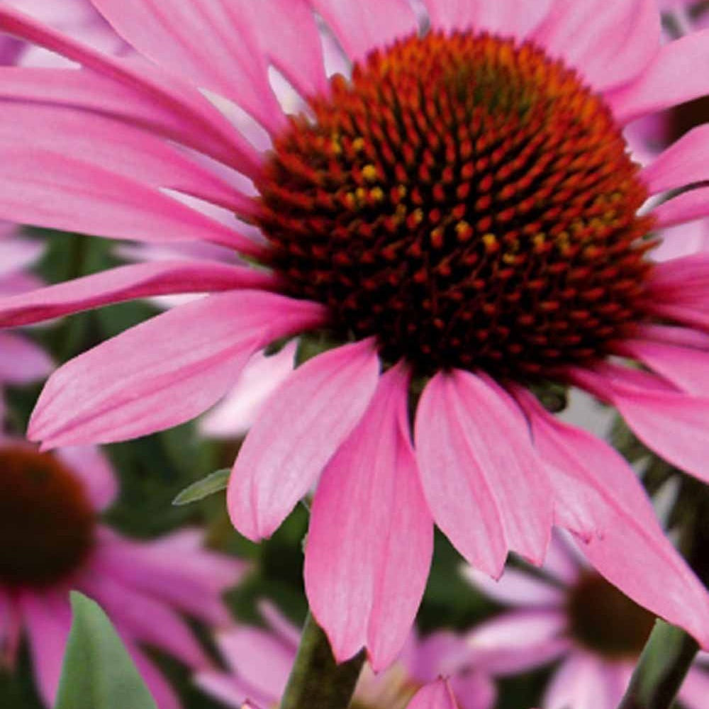 Rudbeckia pourpre - Echinacea - Echinacea purpurea - Potager