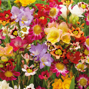 27 Bulbes pour massif coloré - Freesias 4/5, sparaxis 4/5, dahlia sweetheart cal - Plantes