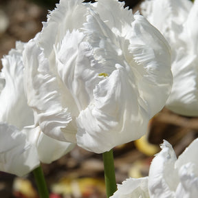 7 Tulipes perroquet White Parrot - Tulipa 'white parrot' - Bulbes à fleurs