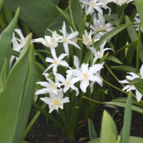 20 Gloires des neiges Luciliae Alba - Willemse