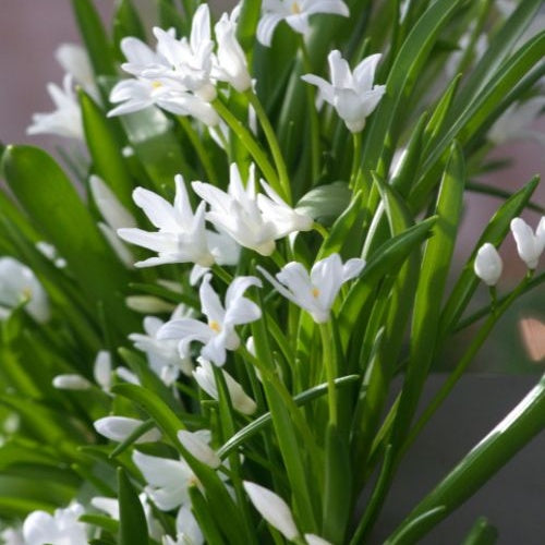 20 Gloires des neiges Luciliae Alba - Chionodoxa 'luciliae alba' - Bulbes à fleurs