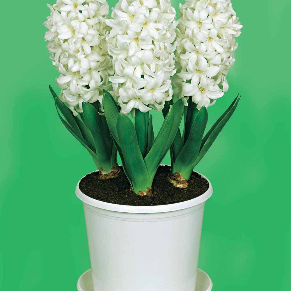 3 Jacinthes préparées blanches + pot blanc - Hyacinthus - Plantes