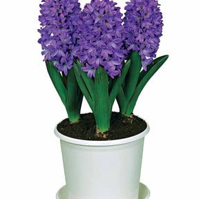 3 Jacinthes préparées bleues + pot blanc - Hyacinthus - Plantes