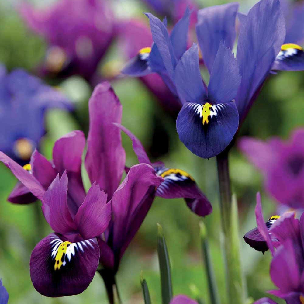 30 Iris nains en mélange - Iris reticulata (blue hill + purple hill) - Plantes