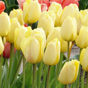 Tulipes Darwin Golden parade