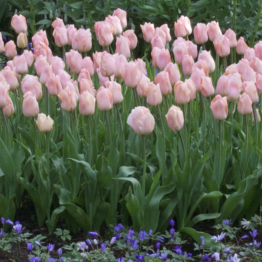 7 Tulipes Triomphe Apricot Beauty - Tulipa 'apricot beauty' - Bulbes à fleurs