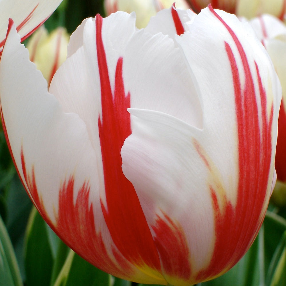 10 Tulipes Triomphe Carnaval de Rio - Tulipa 'carnaval de rio' - Willemse