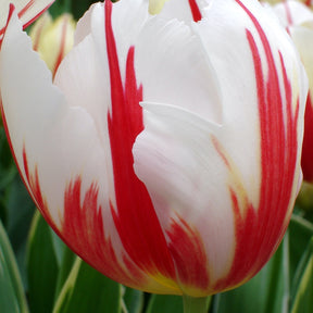 10 Tulipes Triomphe Carnaval de Rio - Tulipa 'carnaval de rio' - Plantes