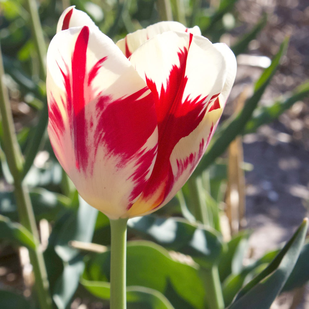 10 Tulipes Triomphe Carnaval de Rio - Willemse