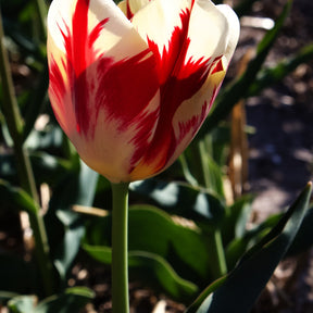 10 Tulipes Triomphe Carnaval de Rio - Tulipa 'carnaval de rio' - Bulbes à fleurs