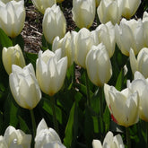 10 Tulipes Fosteriana Purissima - Tulipa 'purissima' - Plantes