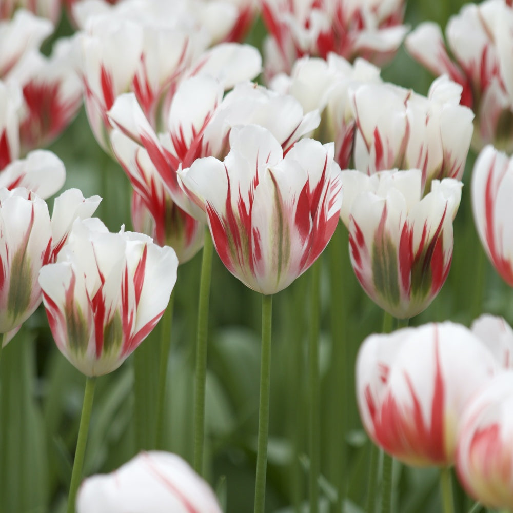 7 Tulipes Viridiflora Flaming spring green - Tulipa 'flaming spring green' - Plantes