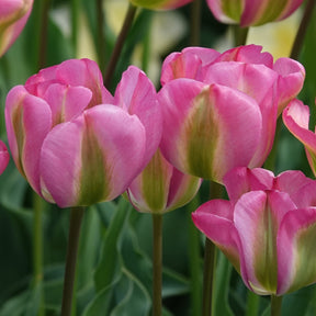 7 Tulipes Viridiflora Groenland - Tulipa 'groenland' - Plantes