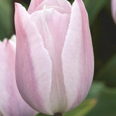 7 Tulipes Triomphe Silver Cloud - Tulipa 'silver cloud' - Plantes