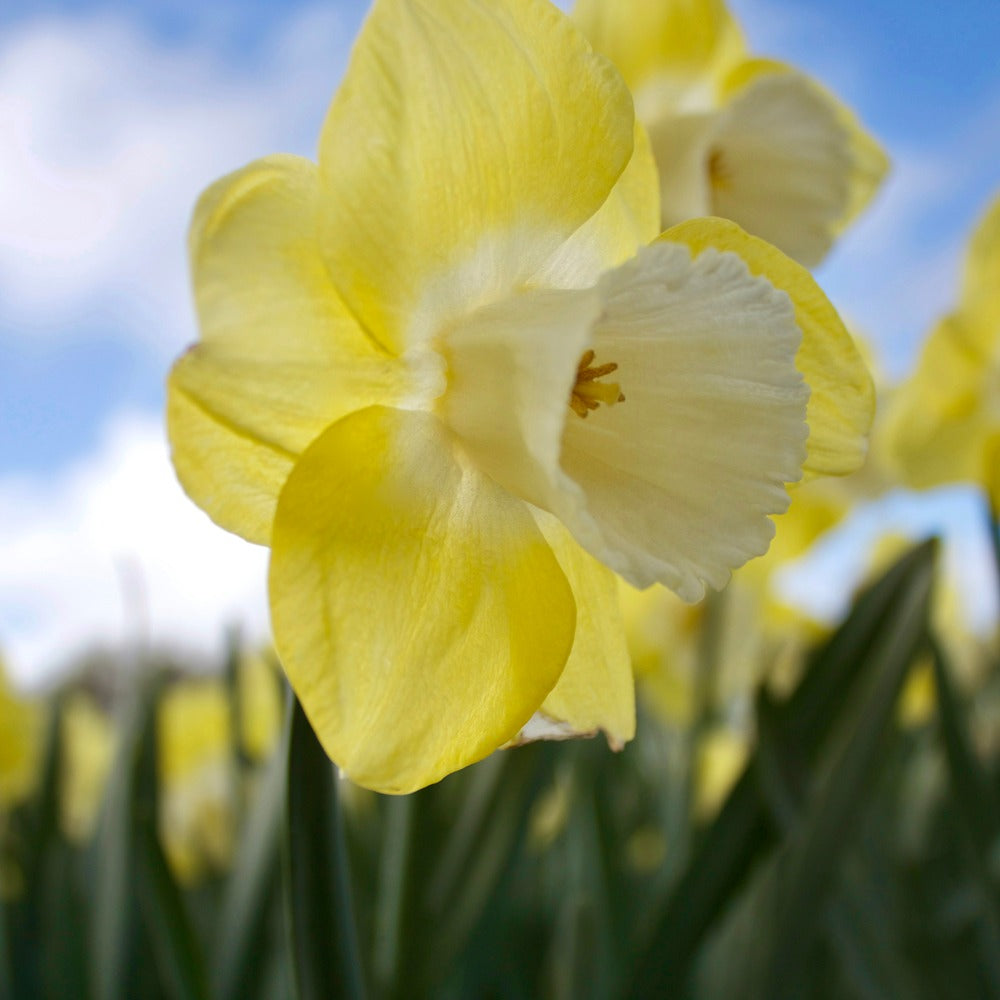 7 Narcisses à grande couronne Avalon - Willemse